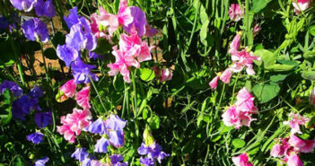 Gardening society