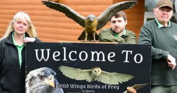 wild wings birds of prey