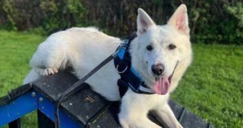 RSPCA