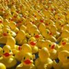 duck race