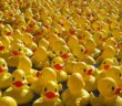 duck race