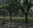 raining frogs