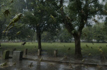 raining frogs