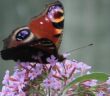 butterfly count