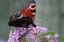 butterfly count