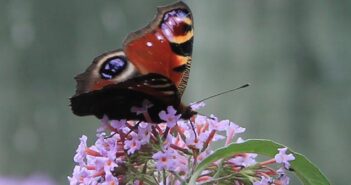butterfly count