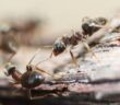 ants in your home
