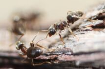 ants in your home
