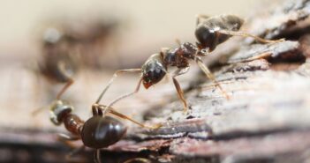 ants in your home