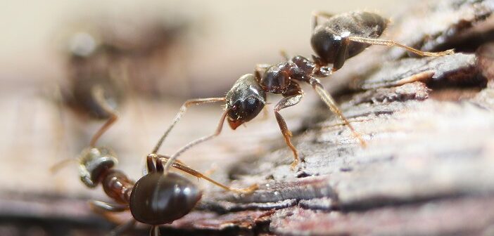 ants in your home