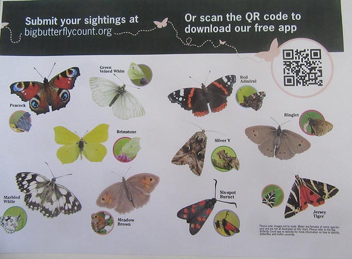 butterfly count