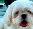 animal welfare