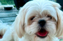 animal welfare