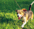 Dog Control