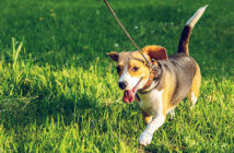 Dog Control