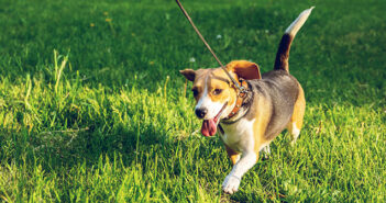 Dog Control