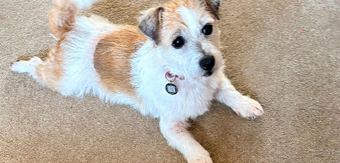 pet
