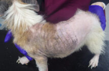 RSPCA
