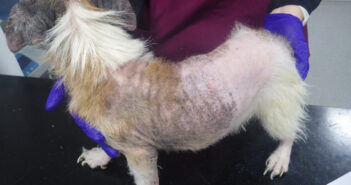 RSPCA
