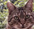 rescue cat
