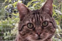 rescue cat