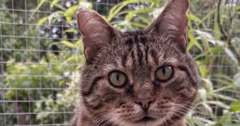 rescue cat