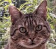 rescue cat