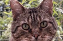 rescue cat