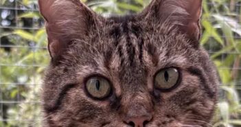 rescue cat
