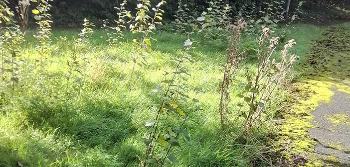footpaths