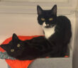 Black Cat Day