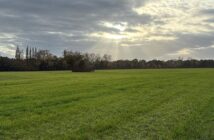 green belt
