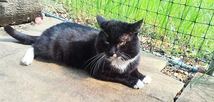 warrington cats