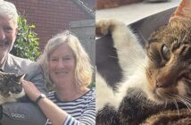 missing cat