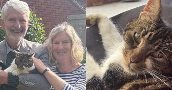 missing cat