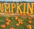 pumpkin trail