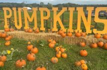 pumpkin trail