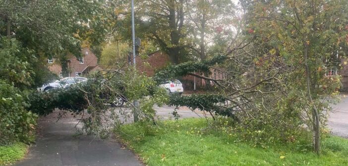 storm boelo