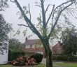 tree felling