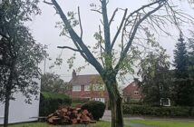 tree felling