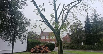 tree felling