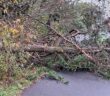 storm boelo