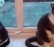 warrington cats