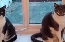 warrington cats