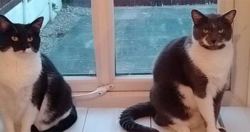 warrington cats