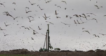 birds