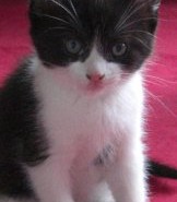 fire crew rescues kitten