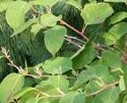 knotweed