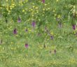 rare Orchids