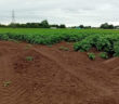 biogas